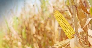 Miniatura 3 de Maíz amarillo de grano entero de 25 lb