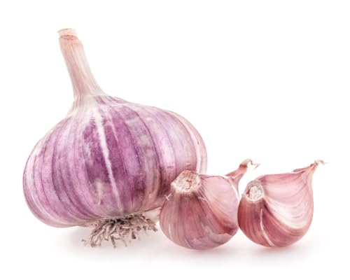 5 pack of Fresh Purple Garlic Bulb - Great for Planting and Growing OR Eating by Greenhouse PCA