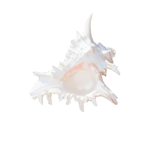 Klynovalu Grandes coquilles de conques Naturelles pour Aquariums, décor sur