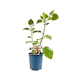PlantaPro