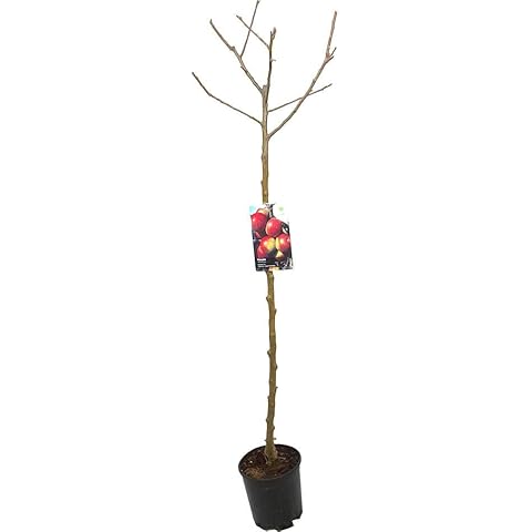 Árbol frutal de manzano Fuji M22 productivo y jugoso Cover