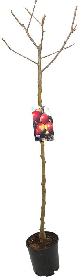Garden Center Shop | Manzano Fuji M25 110-130 cm | Árbol frutal de manzanas dulces y crujientes | Variedad muy productiva y resistente | Ideal para huertos urbanos y jardines familiares