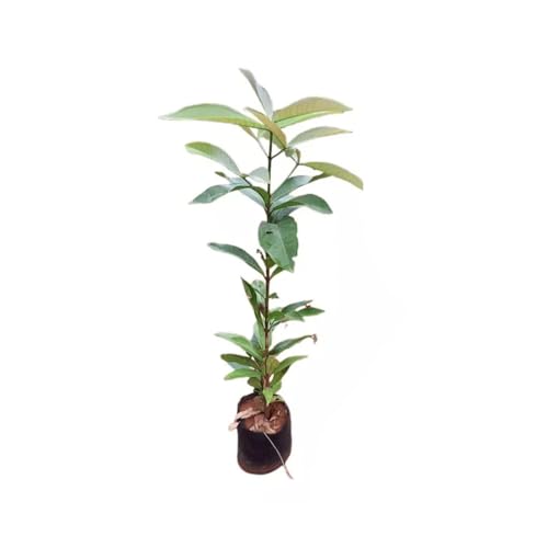 Genérico, Muda de Jambo Smith 20 a 40cm AMK - Plantas Online