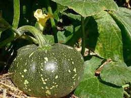 desi pumpkin seeds for planting (50 seeds) (B0C9Y48LL8) Amazon Price History, Amazon Price Tracker