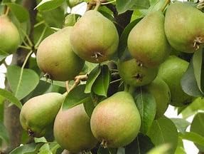 Live Sugar Pear Tree, 2 Ft Tall, Bareroot