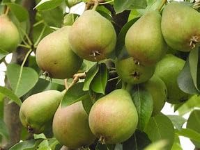 Kieffer Pear Tree, Bareroot, 2 ft Tall, Fruit Bearing