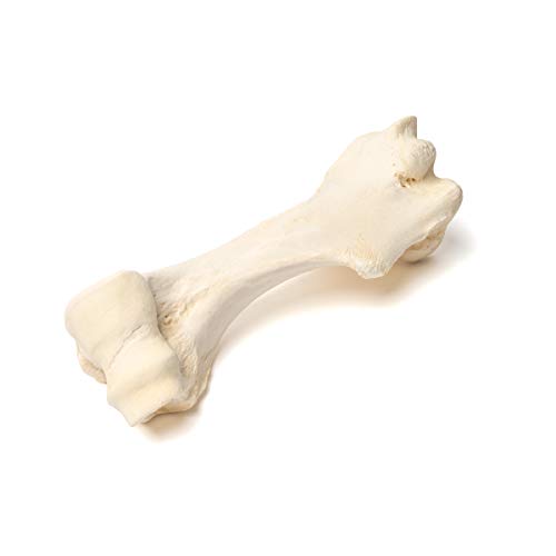 Image of 3B Scientific GmbH T30067 Mammal Humerus Bones