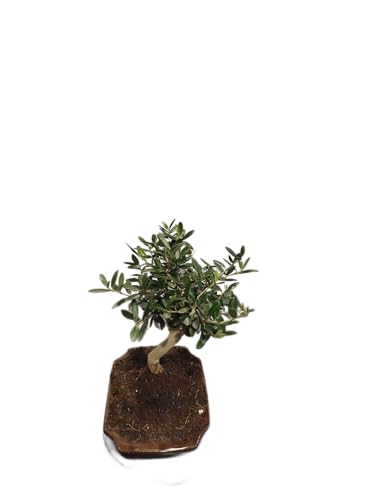 Bonsái de Olivo Olea Europaea DECOALIVE - Planta Viva para Interiores, Exterior o Regalo, Estilo Mediterráneo