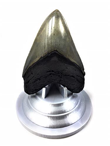 Image of Beautiful 3D Printed Megalodon Shark Tooth Display Stand with a 4-5 /8 inch Round Base (Silk Silver)