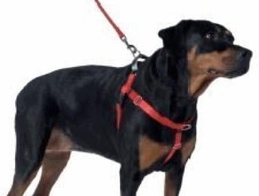 5/8" SM Silver Freedom No-Pull Harness ONLY- Direct from Inventor