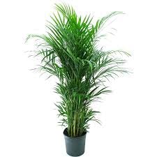 Oxygen giving indoor plants for living room,indoor living room oxygen giving plants,areca palm plant (Pack of 1) (B0CQCK6JLV) Amazon Price History, Amazon Price Tracker