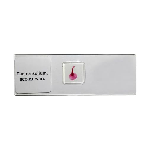 Taenia Solium Scolex w.m. Parasitology Prepared Microscope Slides