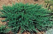 Attractive Evergreen Border, Juniperus Horizonalis- Creeping Juniper Potted Plant