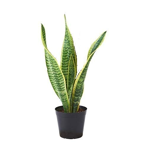 Snake Indoor Air Purifying Plant with Pot (B08S78LGGT) Amazon Price History, Amazon Price Tracker