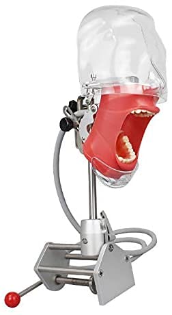 NMD NEXUS MEDODENT Dental Table Phantom Head Teeth Model