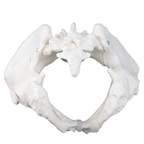 Image of VAP270 Life-Size Male Pelvic with 4th & 5th Lumbar Vertebrae | Intervertebral Discs, Sacrum and Coccyx