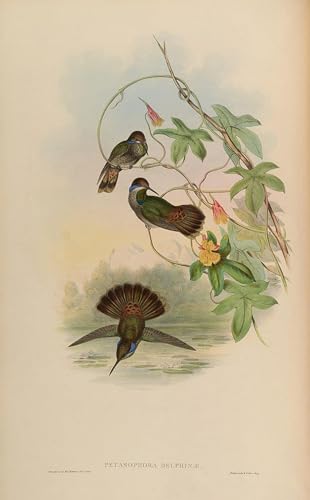 Affiche artistique oiseau Delphinae par John Gould | Toile décoration salon 60x90cm