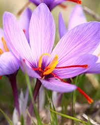 Image of IMP. Saffron | Crocus Excellent Quality Flower Bulbs for Attractive Aromatic Flowers Home Outdoor Gardening Plants Flowering Bulbs (pack of 12, Sativus Saffron)
