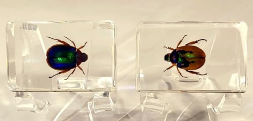 Image of Pair 44mm Real Christmas Beetles in Crystal Clear Lucite Resin Specimen Orange Green Preserved Various Animal Insect Bug Taxidermy Collection for Biology Science Education & Desk Ornament Display