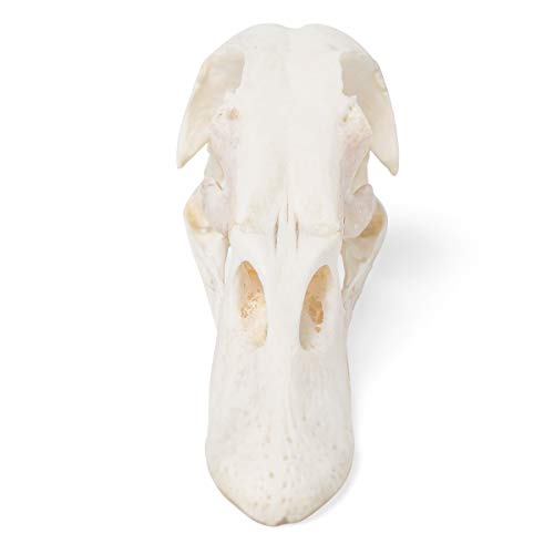 Image of 3B Scientific GmbH T30072 Duck Skull
