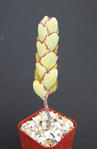 Kalanchoe Fedtschenkoi Compacta, Exotic Rare Succulent Plant Cactus jocad (2" Pot Plant)
