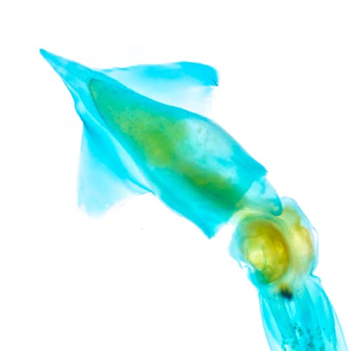 Image of Diaphonized / Transparent specimen, Deep sea creature of West Pacific,Squid, Teuthida