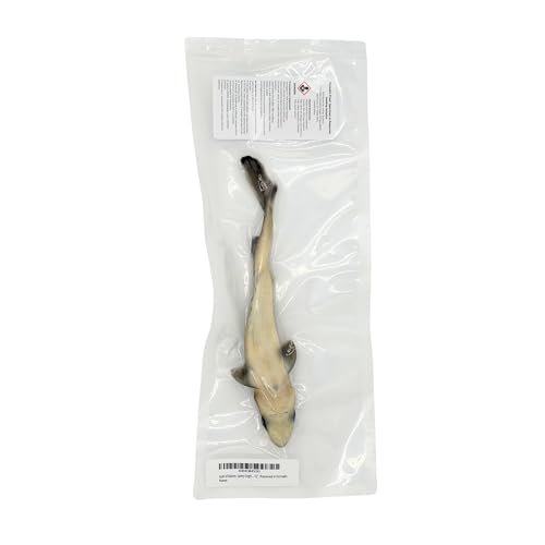 Image of Preserved Spiny Dogfish Shark (Squalus acanthias), 8-12 inch Authentic Formalin-Preserved Specimen for Dissection, Marine Biology Study, Anatomy Education, Science Classroom & Lab Learning