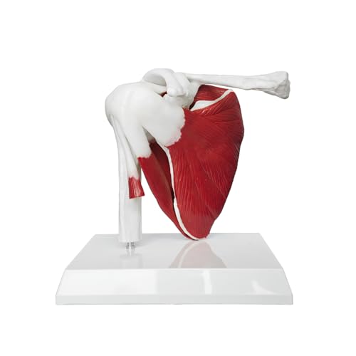 JNMFTD Muscled Shoulder Joint Model, 1:1 Life Size Human Body Right Shoulder Scapula Anatomy Model with Ligaments Joint Bone with 3D Removable Base Product Manual for Medical Educational Training