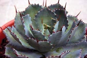 Amazon｜【種子】Agave Potatorum var. Verschaffeltii◇アガベ