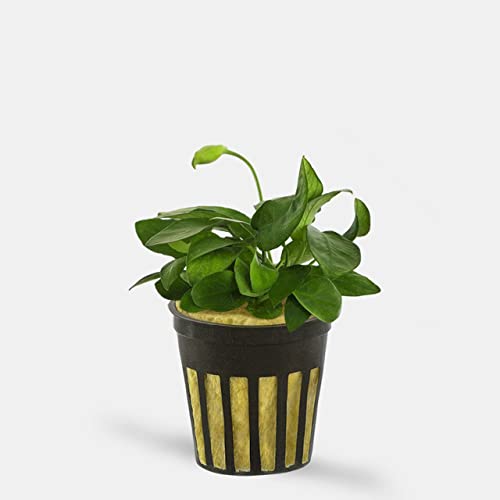 Image of Moss and More - ANUBIAS BARTERI 'Nana' - Easy Live Aquarium Plant