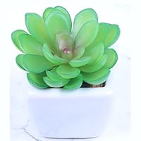 Amazon｜HGJH 多肉植物 フェイクグリーン F*4 ミニ カラー38 本物