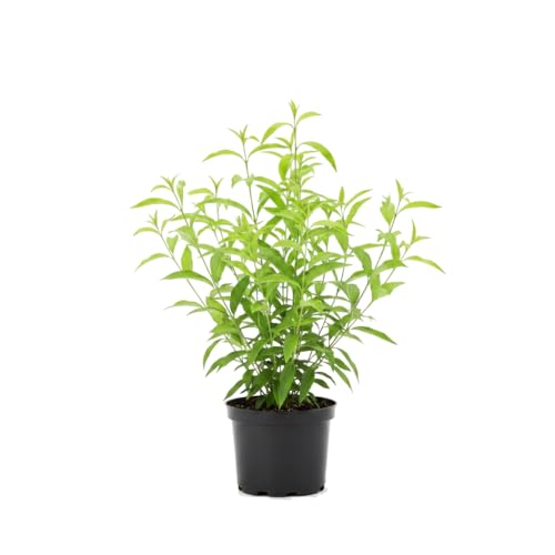 Galán de Noche Planta Natural Aroma Nocturno Cestrum Nocturnum DECOALIVE 17 cm
