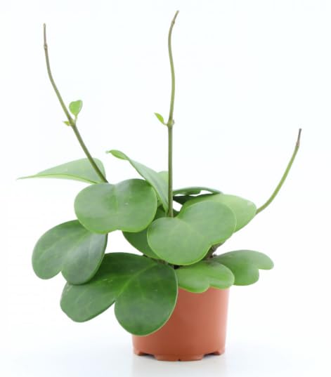 Hoya Kerrii Love Heart - Pianta a foglia singola in vaso da 12 cm, altezza 20 cm