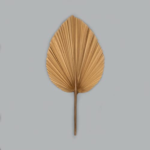 4X getrocknete Palmblätter