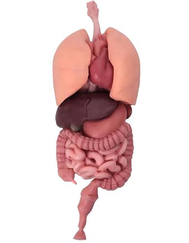 Silicone Human Intestine Model 3D Anatomy Model Realistic Lung Liver Stomach Colon Small Intestine Kidney Medical Training Meat 32cm