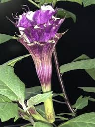 See full amazon price history chart for Hgg Hari Giver Garden Black Datura/Kala Dhatura/Thorn Apple Medicinal Plant - 1 Live Healthy Plant Hgg Hari Giver Garden Black Datura/Kala Dhatura/Thorn Apple Medicinal Plant - 1 Live Healthy Plant (B09MWL9NH7) Amazon Price History, Amazon Price Tracker