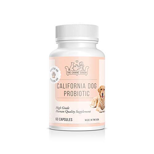 Best Probiotics For Dogs With Yeast Infection 10Reviewz