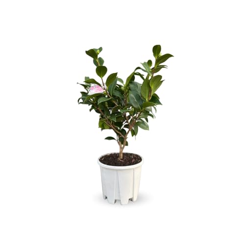 Attitude Jardin - Camellia japonica blanc - plante fleurie - 50-60 cm - ⌀ 21 cm - plante d'extérieur