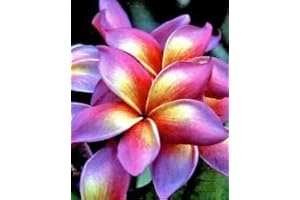 5 Plumeria Seeds: Radiant Hues for Your Garden