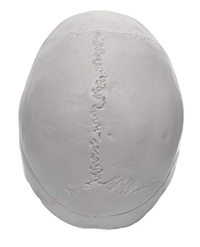 Image of Eisco Labs Model, Human Skull, with Movable jaw