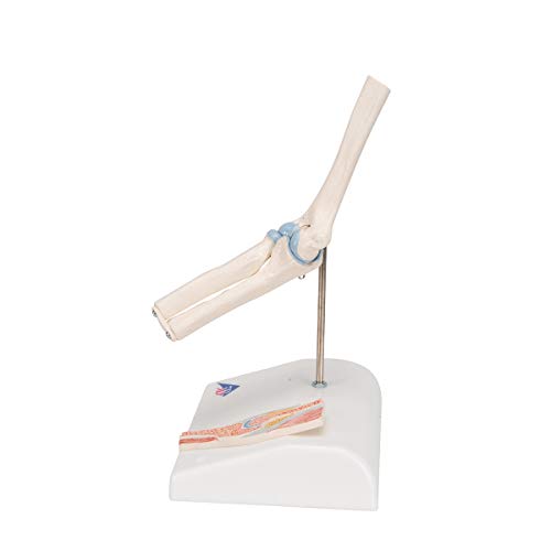 Image of 3B Scientific A87 /1 Mini Elbow Joint w /cross sec of bone on base - 3B Smart Anatomy