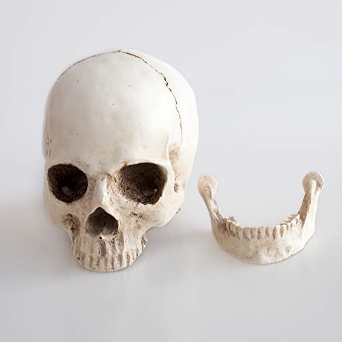 Medizinische Replik aus Kunstharz, lebensgroß, realistischer menschlicher Schädel, Knochenmodell, Anatomie, weißer Kunstharz, hohe Präzision, Lehrwerkzeug, Halloween-Dekoration