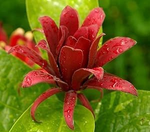 3 Carolina Allspice (Sweet Shrubs) - 6-12" Tall Bushes - Quart Pots - Live Plants - Calycanthus floridus