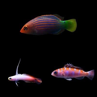 3 Assorted Reef Safe Fish - Live Saltwater...