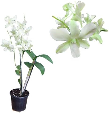 Orquidea Denphal Dendrobium Tongchai Green Planta Adulta Natural ...