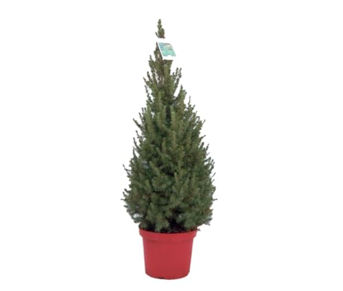 Pino Planta Natural- Arbol de Navidad Distintas Alturas - Planta Natural - Planta Viva (40 cm)