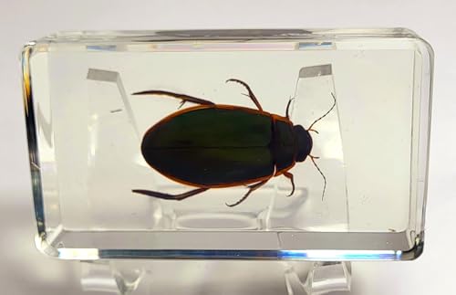 Image of 2.9 inch Real Golden Edge Great Diving Beetle in Crystal Clear Lucite Resin Paperweight Specimen Preserved Insect Bug Taxidermy Collection for Biology Science Education Desk Display Supplies