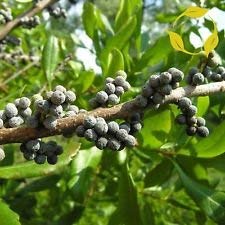 Wax Myrtle Sud Morella cerifera - 50+ Seeds Cover
