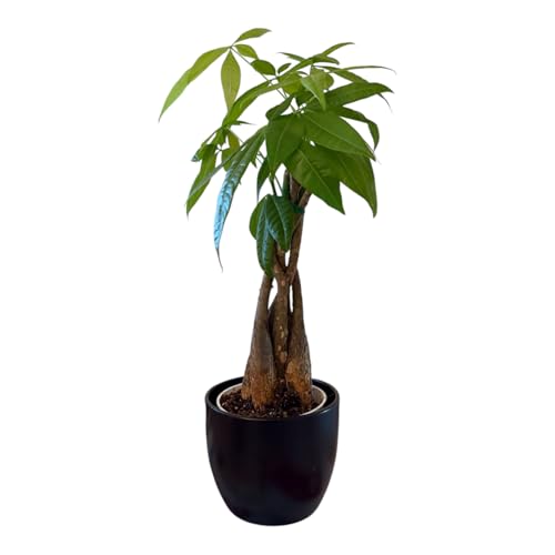 Image of Money Tree Live Plant | 14-22 Inches Tall Bonsai | Easy to Grow Indoor Houseplant | Home, Office, or Room Decor | Birthday, Housewarming Gift (Black)