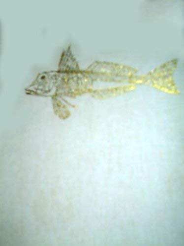 Illustrated Book of Fishes